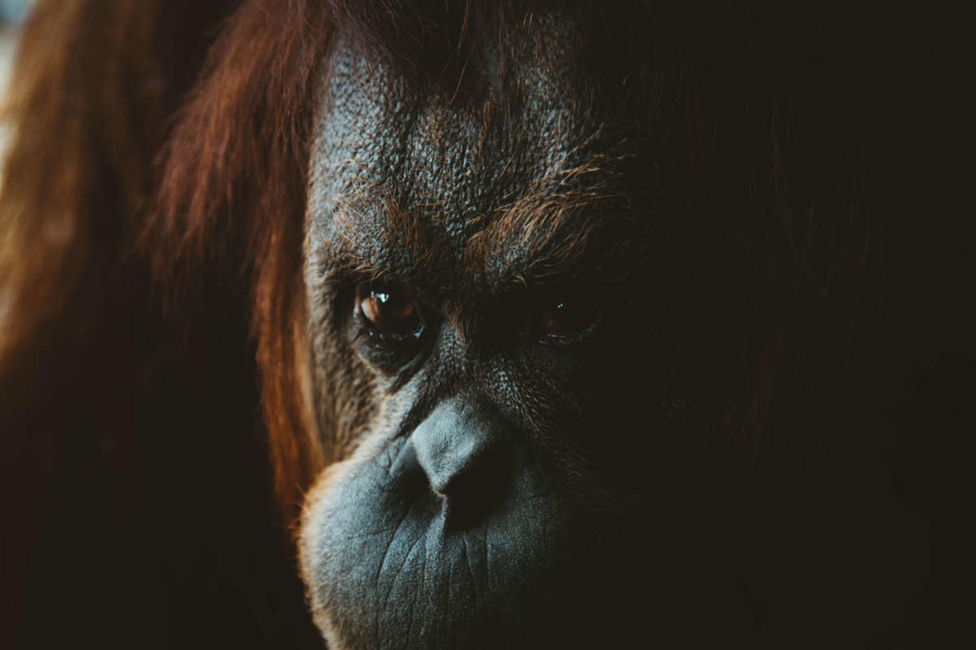 orangutan